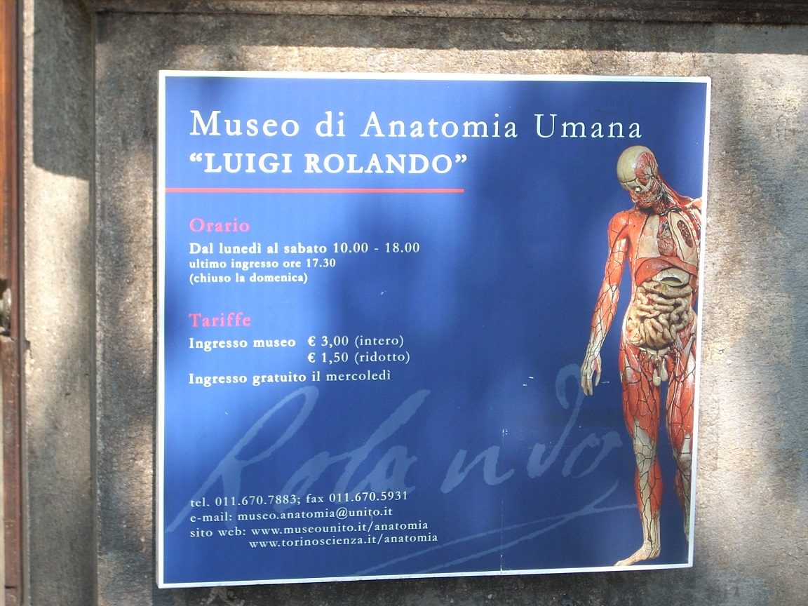 Human Anatomy Museum Luigi Rolando, Turin, Itlay.JPG